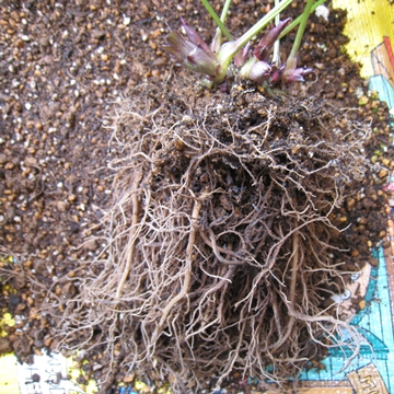 Ɛ[Ă邩Ǝv񂾂ǁcȂ̂łH