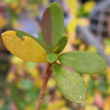 IIIǂ̒iKŁA܂񂾂낤cN̏Hώ@悤I