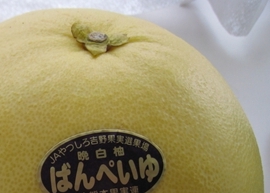 ƕ₷Δ䕨͂Ȃ̂Ɓi΁j