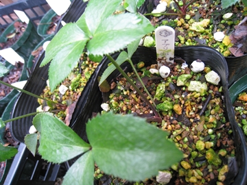 ȂȂ{[̓OƂ͑Ȃ̂˂H