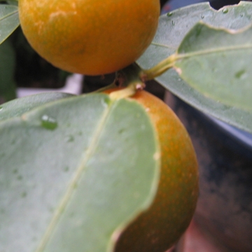 ܂邯ǁcԃIWɂȂ˂I