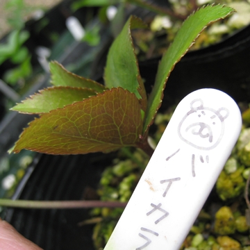 ӂӂӁAN}ÑoCJ[IIIL舤N