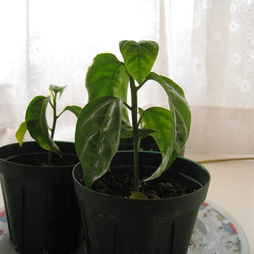 Xe̓Xeł̂т̂тĂ܂cĂÂт̂т߂i΁j