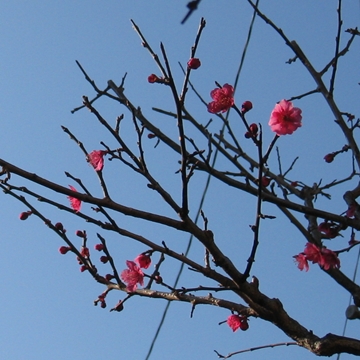 Ԃ͑R񗈂Ă񂾂낤ȂB