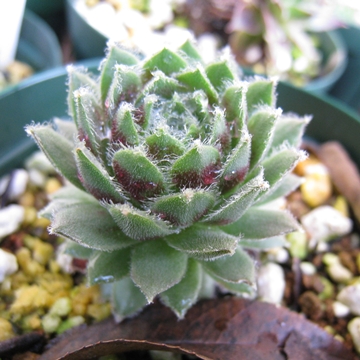 ŁA悶ȂĐ^񒆂Ȃ񂾂AsvcI