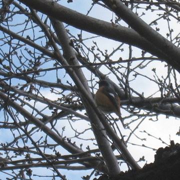 SRAsNɂȂĂȂ̂ˁcQB