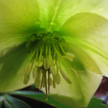 ̉Ԓ̂Q{ɃZtzĂ݂܂I