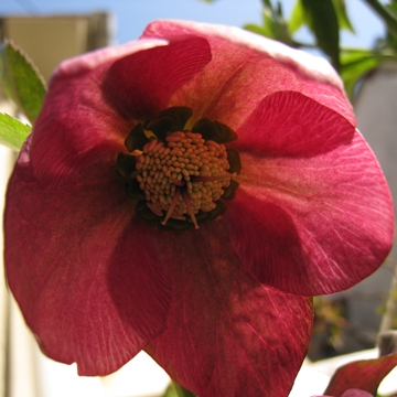 zɂƂԂcłNԎ̂Ԃ̂˂H