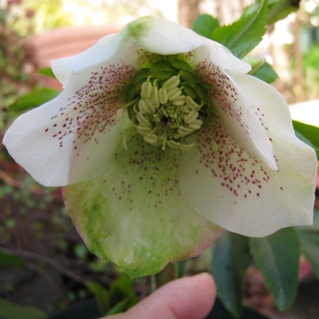 ԉԂ̕s肳oĂ邯ǁcIJTJT̎i΁j