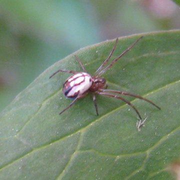 `EK^c^琬̂͂傫Ȃ˂H