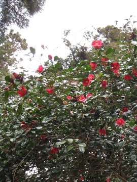 ̗Ăւ̎΂ŊāAɊ񂾂