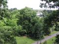 treetop walkway