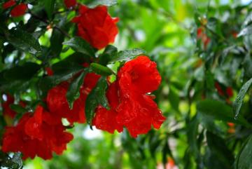 ������̉�