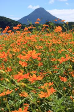 �L�o�i�R�X���X