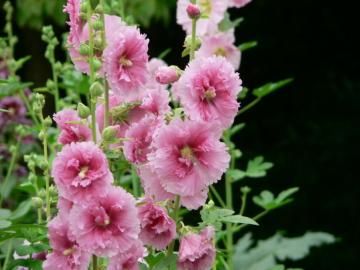 �^�`�A�I�C