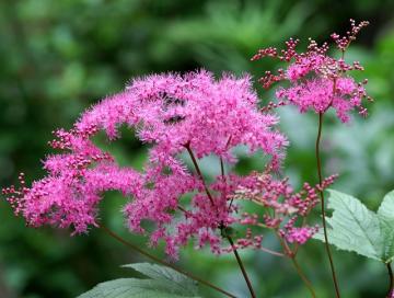 �V���c�P��