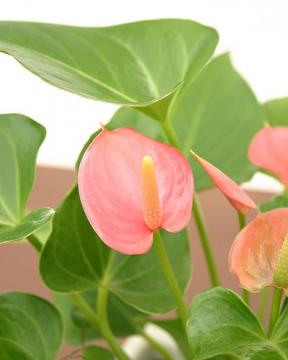 �A���X�����[��