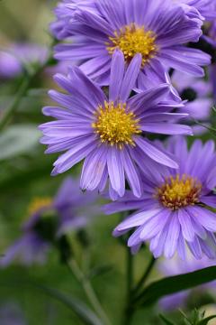 ���E�[���M�N