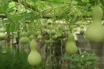 �Ђ傤����