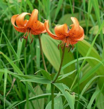 �N���}����