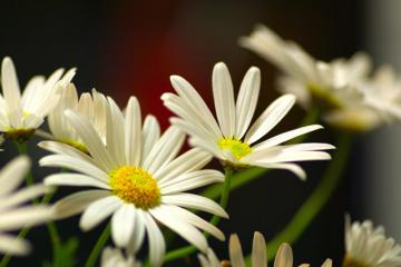 �}�[�K���b�g