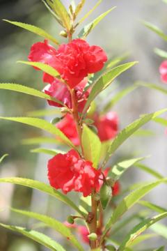 �z�E�Z���J