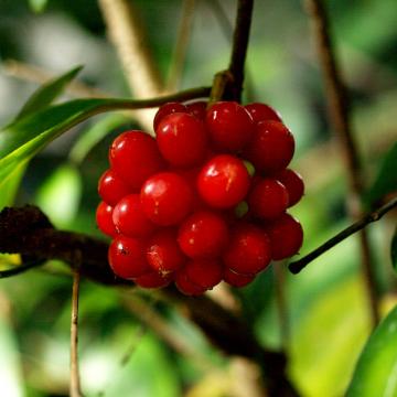 �T�l�J�Y��