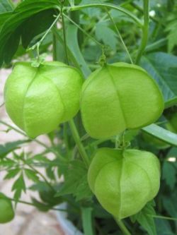 �t�E�Z���J�Y��