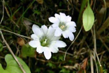 �����h�E��