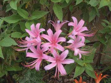 ���R���X