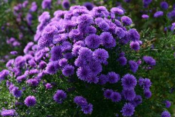 �N�W���N�\�E