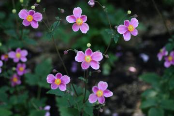 �V���E���C�M�N