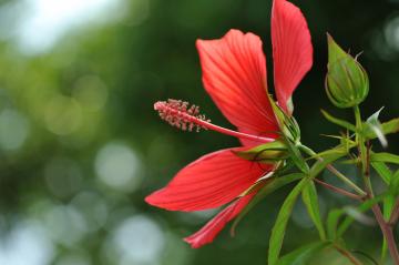 ���~�W�A�I�C