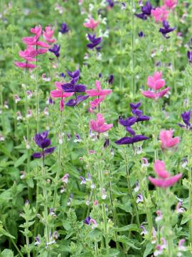 �y�C���e�b�h�Z�[�W