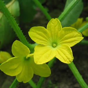 �������̉�