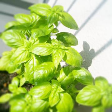 �X�C�[�g�o�W��