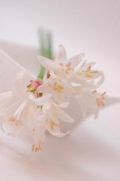 �x���h���i�����[