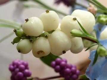 �V���t�H���J���|�X