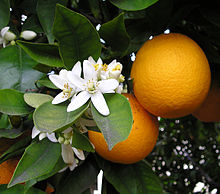 �I�����W