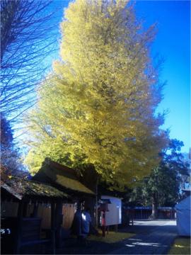 washi