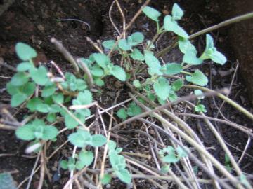 catmint