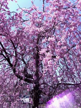 Ԃ̋u201204120-11