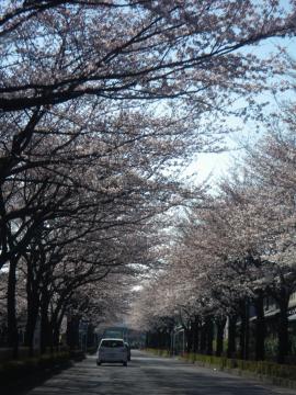 桜並木