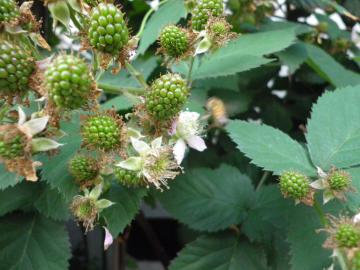 blackberry