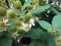 blackberry