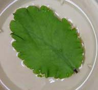 ŏ