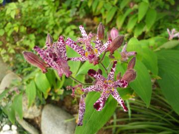 �z�g�g�M�X