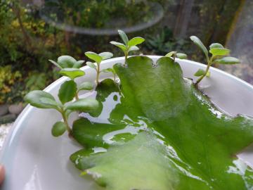 �K���̗t����