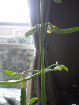 ڂ