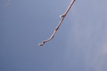 枝についた霜・・・